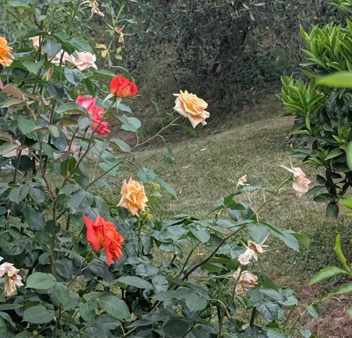 Charming Lake Garda Escape Torri Del Benaco Italy